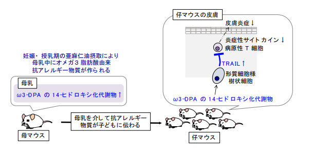 亜麻仁油摂取による母乳を介した仔マウスにおけるアレルギー性皮膚炎の改善