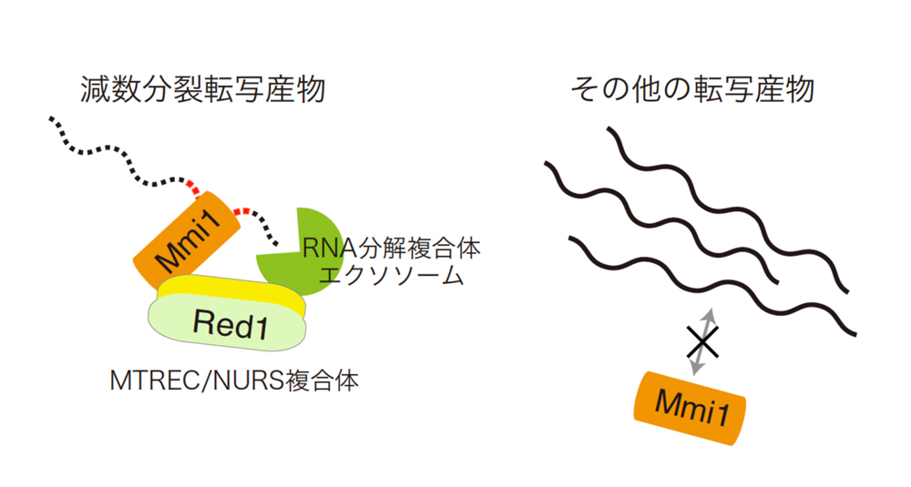 生殖細胞形成に関わる遺伝子の発現を選択的に抑制する仕組みを発見