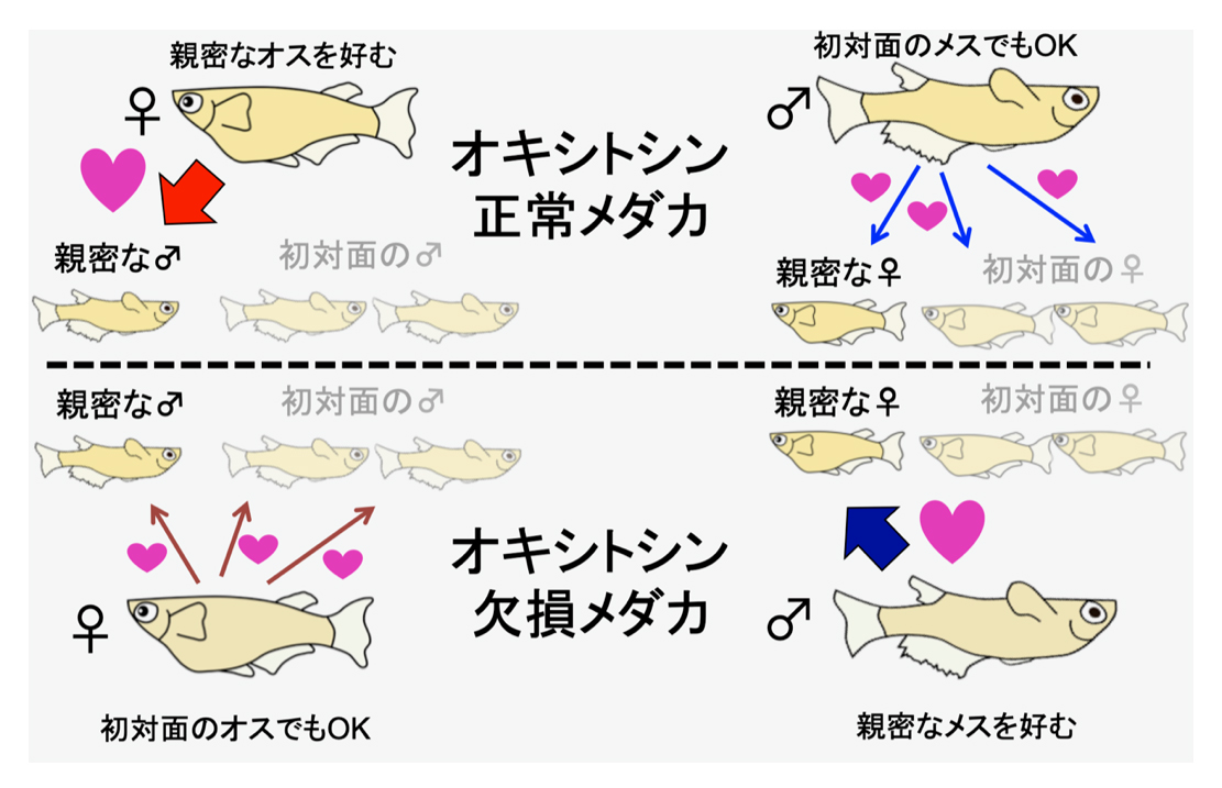愛情ホルモンが左右するメダカの異性の好み ～オスとメスで逆に働くオキシトシン～
