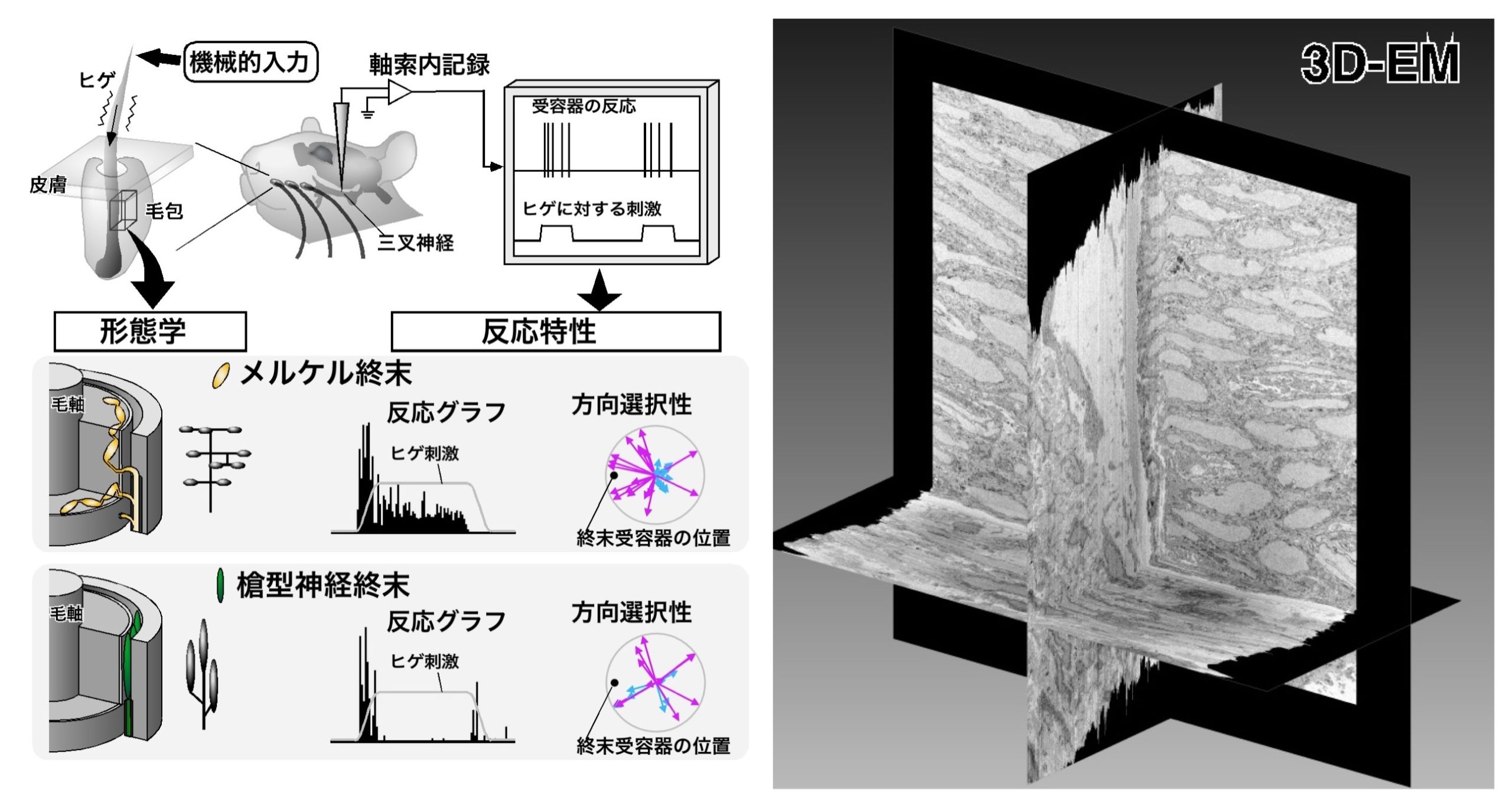 ネズミの”ヒゲ”で明らかになる触覚の神経機構