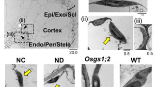 根の葉緑体を作るのに窒素同化鍵酵素が重要であることを発見