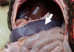 ASFウイルスはニホンイノシシにも感染し 豚と同様の症状と病変を引き起こす