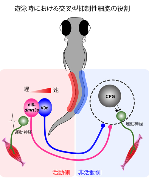 左右の協調的な運動を担う交叉型抑制性神経細胞の重要性が明らかに