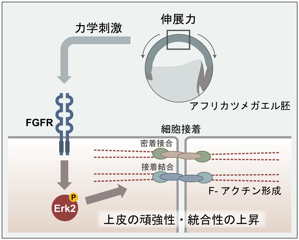 力による細胞-細胞間接着の制御機構 〜力で組織が強くなるしくみ〜