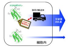 細胞内の物流を促す分子のパスポートを利用したバイオ医薬品の生産向上