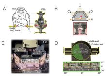 仮想現実世界を「遊泳する」ゼブラフィッシュ