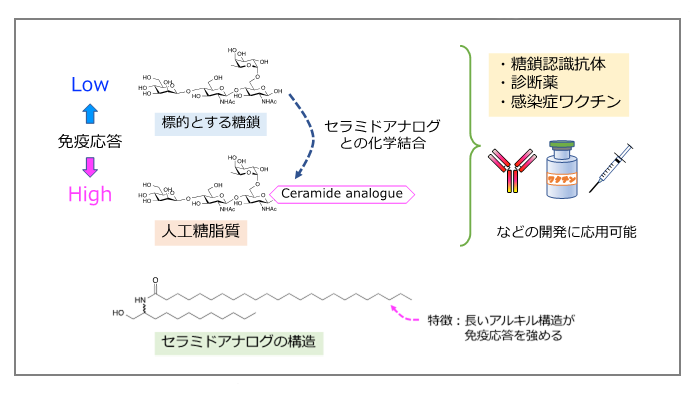 疾患の要因となる”糖鎖”を認識する抗体を作るための化合物を開発