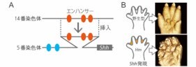 遺伝子スイッチの「移設」が手に水かきを作る