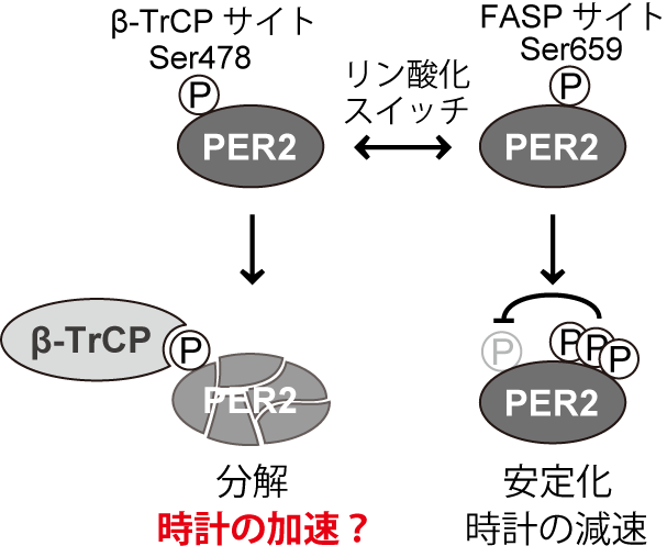 体内時計の一日の長さを決定するPER2タンパク質のリン酸化スイッチ