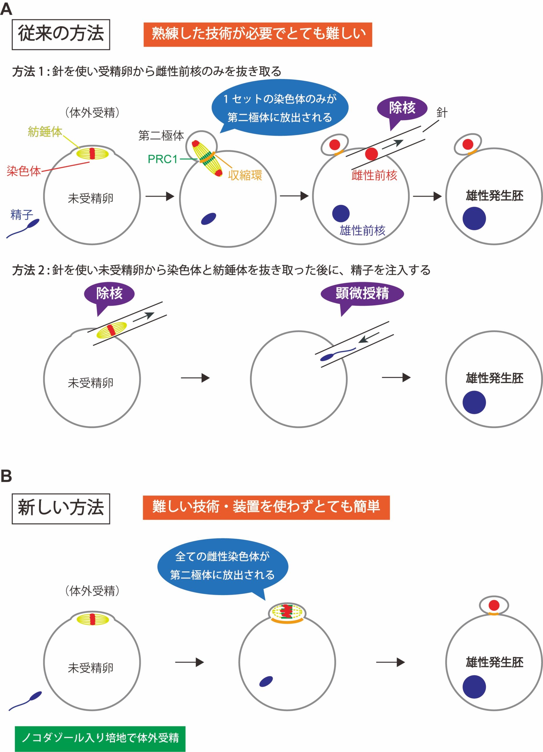 難しい技術を使わずに受精卵から卵子の染色体だけを取り除くことに成功〜簡便な雄性発生胚作出法〜