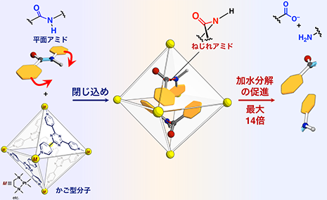 分子を「ねじって」切断する 〜タンパク質骨格をつくるアミド結合の新活性化手法を開拓〜