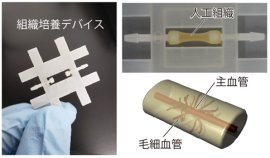 人工組織に血管を作製する技術を開発