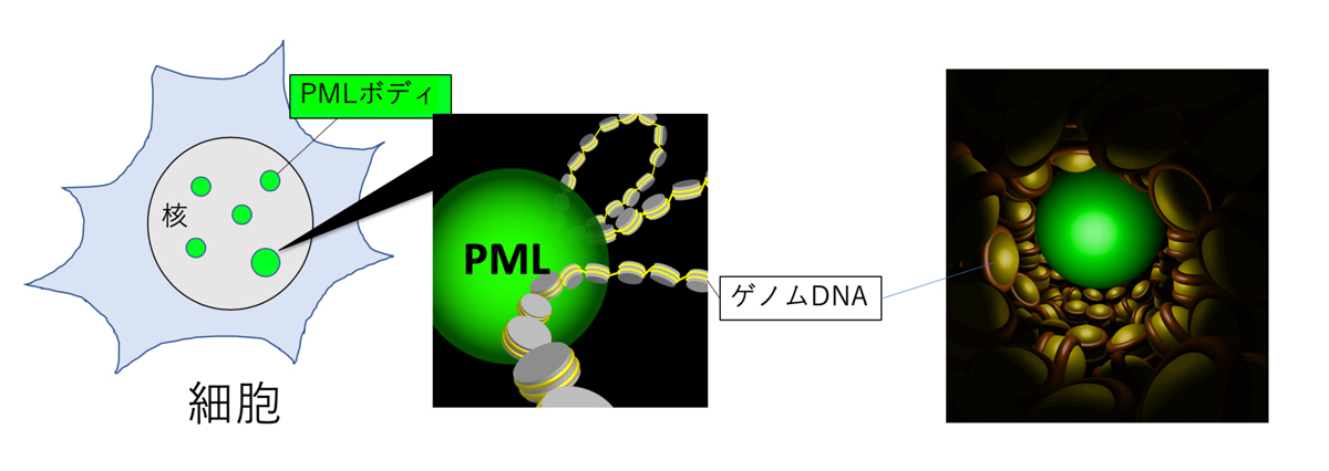 PMLボディによる遺伝子制御のメカニズムの一端を解明