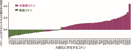 mRNAの安定性を決定する新たな分子機構の発見～遺伝子発現の根幹を監視する新たな仕組み～