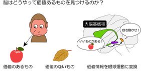 価値あるものを見つける神経回路機構を解明～価値情報を眼球運動に変換する仕組み～
