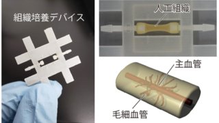人工組織に血管を作製する技術を開発