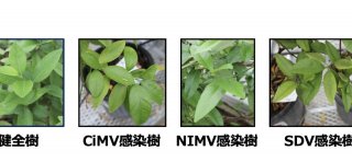 カンキツウイルスを高感度で検出するウイルス診断キットの試作に成功