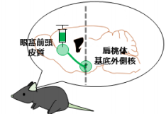 ストレスによる行動変化のメカニズムを分子レベルで解明 ～眼窩前頭皮質-扁桃体回路の役割～