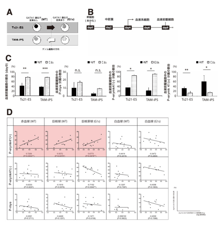 一過性骨髄異常増殖症(TAM)は、GATA1遺伝子変異を有する巨赤芽球系造血前駆細胞集団に起因