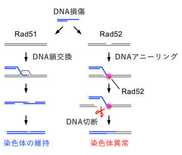 「がん遺伝子」として働くのか？ 組換え酵素Rad52が染色体異常を引き起こすことを発見