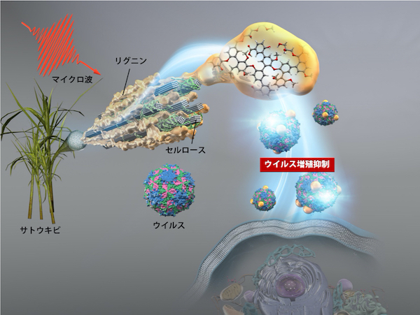 サトウキビ搾りかすの化学分解により抗ウイルス物質を生産~ウイルスの感染対策やバイオマス利用に貢献