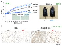 体に優しいオメガ3脂肪酸を動かし肥満を抑える新しい脂質代謝酵素の発見