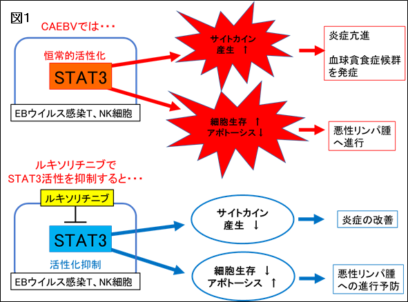 慢性活動性EBウイルス感染症を対象にJAK1/2阻害剤ルキソリチニブの有効性、安全性を確認する医師主導治験を開始
