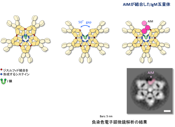 IgM五量体の真の姿と、疾患制御タンパク質AIMとの結合様式の発見
