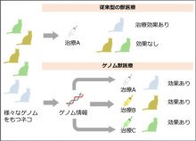 イエネコ(アメリカンショートヘア種)の高精度な全ゲノム解読に成功