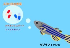 2種類のADHD治療薬が対照的な作用を持つことを発見～ゼブラフィッシュで行動や脳での働きを探る～