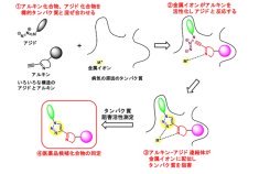 タンパク質自身にくすりをつくらせる革新的手法を開発