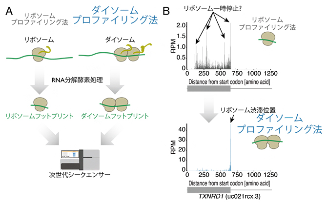 リボソームの交通渋滞を見つける方法～ダイソームプロファイリング法による網羅的探索～