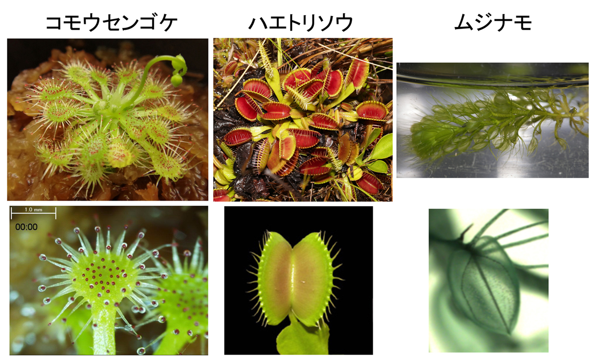 ゲノム重複が食虫植物の進化を牽引