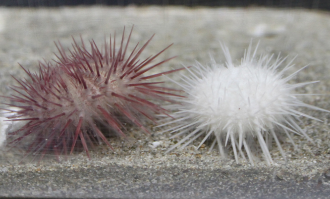 色素を欠損したアルビノウニの系統作製に成功 〜ウニ研究へ分子遺伝学導入の試み〜
