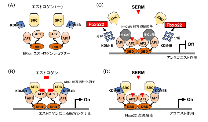 乳がんにおけるホルモン療法の効果と予後を左右するメカニズムを発見