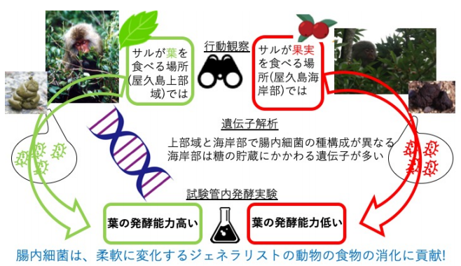 葉をたくさん食べるニホンザルの腸内細菌は、葉の発酵能力が高いことを証明