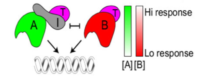 植物ホルモン・オーキシン応答機構の原理を解明