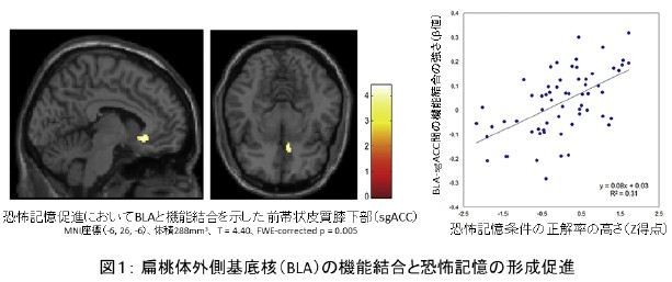 扁桃体外側基底核の機能結合が恐怖記憶の形成促進に特異的に関わることを発見