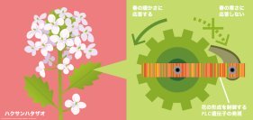 植物が春の「暖かさ」を感じて「寒さ」を無視して花を咲かせるしくみを解明