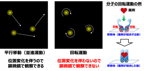 細胞における分子1個の回転運動を３次元で検出するナノ量子センサーを実現