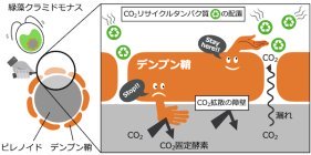 光合成により生じたデンプンの新たな機能を発見