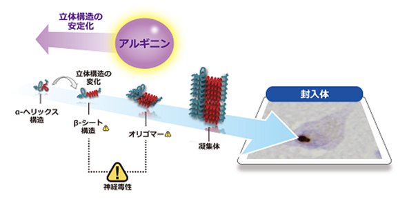 神経難病ポリグルタミン病の新しい治療薬候補を発見
