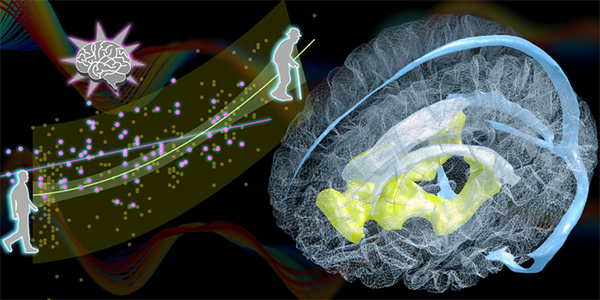 ヒト脳の新しい加齢バイオマーカーを発見 －脳萎縮のメカニズム解明へ向けて