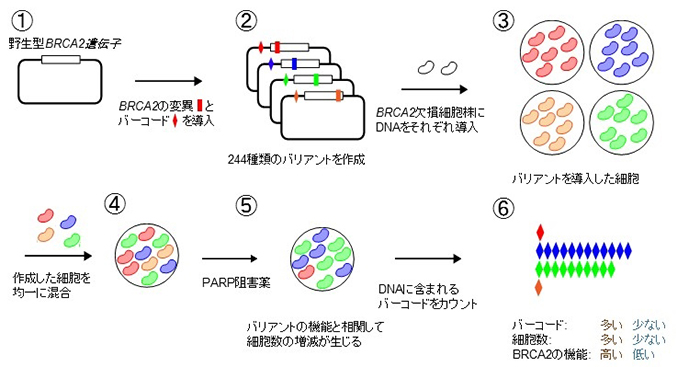 遺伝性乳がん・卵巣がんのリスクとなるBRCA2遺伝子バリアントの新規機能解析法を開発