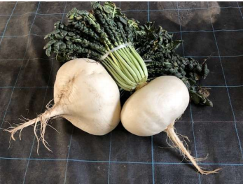 世界一巨大な根をもつ「桜島大根」のゲノム解読に成功しました。