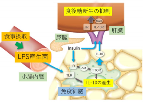 腸内細菌による食後血糖調節機構の解明
