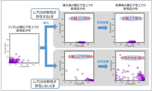 統計物理のレプリカ対称性が解き明かす表現型進化の拘束と方向性