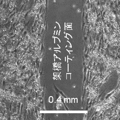 細胞培養用の微小デバイスをタンパク質で作製