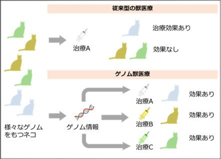 イエネコ(アメリカンショートヘア種)の高精度な全ゲノム解読に成功