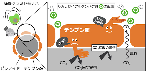 光合成により生じたデンプンの新たな機能を発見